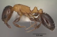 Temnothorax emmae casent0102836 profile 1.jpg