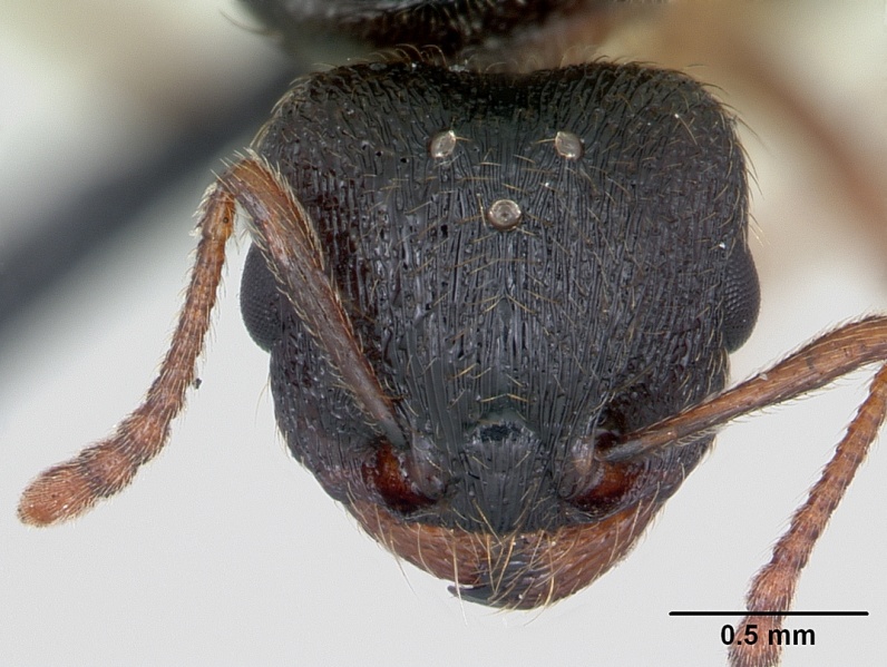 File:Tetramorium impurum casent0173869 head 1.jpg