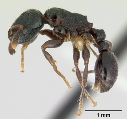 Tetramorium nodiferum casent0178337 profile 1.jpg