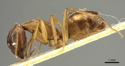 Camponotus guttatus minusculus casent0915600 p 1 high.jpg