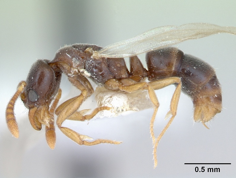 File:Hypoponera opacior casent0173295 profile 1.jpg