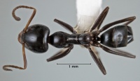 Iridomyrmex albitarsus top view