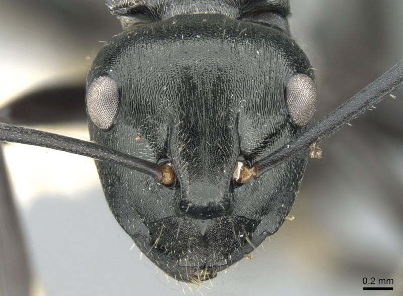 File:Polyrhachis denticulata casent0906591 h 2 high.jpg