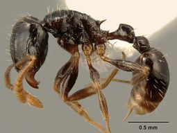 Tetramorium boehmei casent0217238 p 1 high.jpg