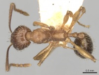 Aphaenogaster strioloides casent0280955 d 1 high.jpg
