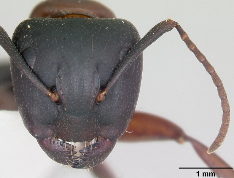 File:Camponotus noveboracensis casent0103349 head 1.jpg