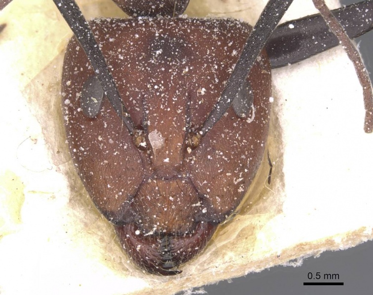 File:Camponotus rufoglaucus casent0911769 h 1 high.jpg