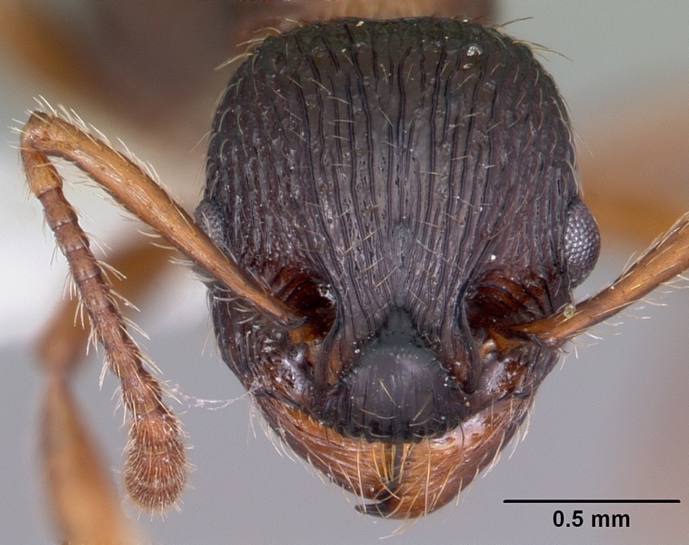 File:Myrmica latifrons casent0104815 head 1.jpg