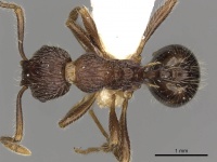 Myrmica vittata D casent0900334.jpg