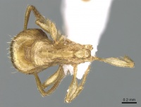 Tetramorium amalae D casent0906353.jpg