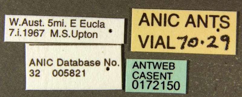 File:Camponotus armstrongi casent0172150 label 1.jpg