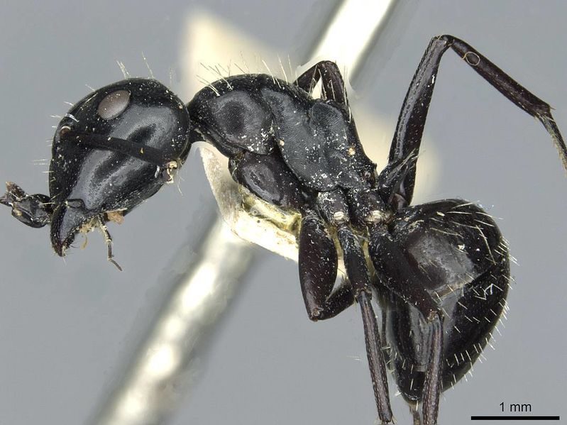 File:Camponotus vividus semidepilis rmcaent000017815 p 1 high.jpg