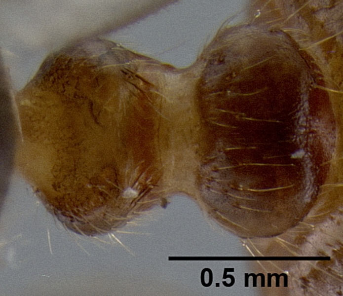 File:Crematogaster volamena casent0161415 d 2 high.jpg