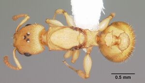 Nesomyrmex wilda casent0104574 dorsal 1.jpg