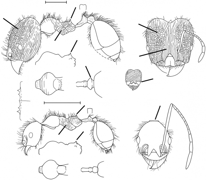 File:Pheidole hirsuta Wilson 2003.jpg