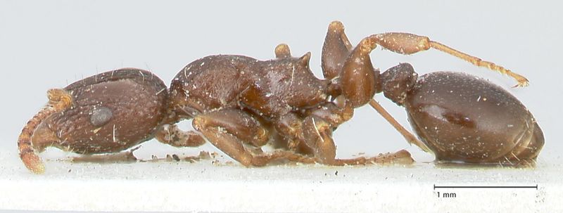 File:Podomyrma overbecki focol1987 p 1 high.jpg