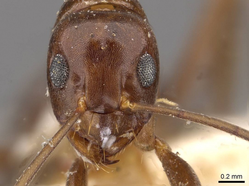 File:Prolasius mjoebergella casent0909820 h 1 high.jpg