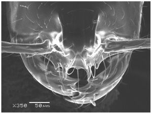 Solenopsis elhawagryi Fig 15.jpg