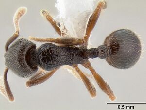 Stenamma crypticum casent0604839 d 1 high.jpg