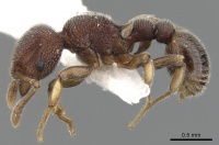 Tetramorium adpressum P casent0901066.jpg