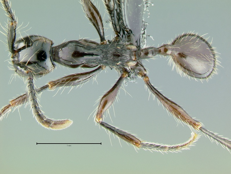 File:Aenictus-gracilisD4x.jpg