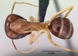 Camponotus novaehollandiae casent0172156 dorsal 1.jpg