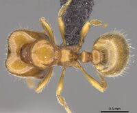 Carebara omasi Holotype worker casent0028870 d.jpg