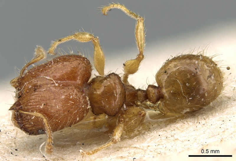 File:Pheidole lobulata casent0906641 d 1 high.jpg