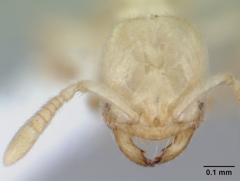 File:Acropyga smithii casent0178614 head 1.jpg