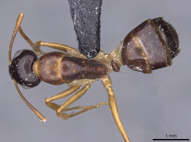 File:Camponotus andrius casent0910195 d 1 high.jpg