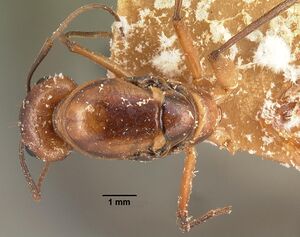 Camponotus hova casent0101951 dorsal 1.jpg
