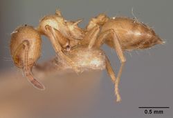 Crematogaster browni casent0104688 profile 1.jpg