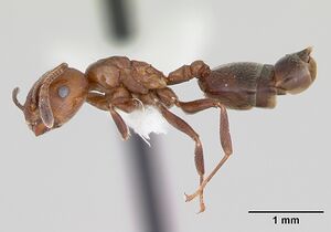 Crematogaster sewellii casent0172820 profile 1.jpg