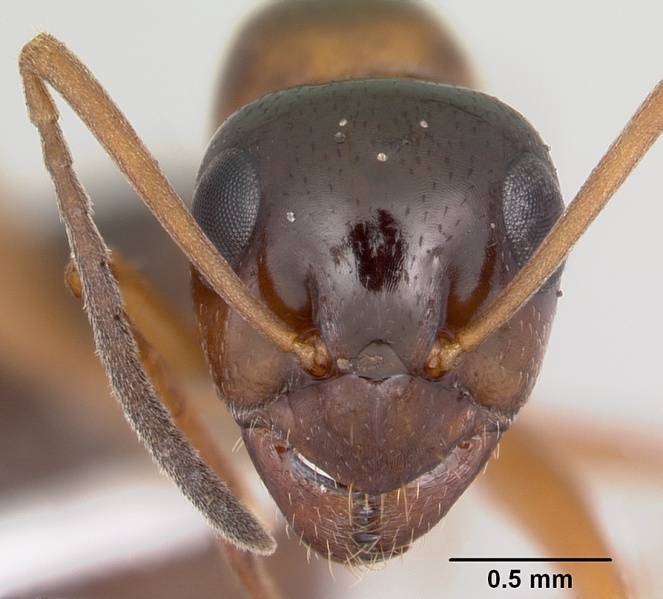 File:Formica limata casent0104868 head 1.jpg