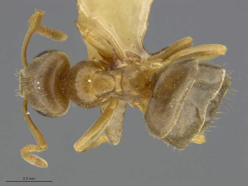 File:Mcz-ent00520075-Lasius-sitiens-had.jpg