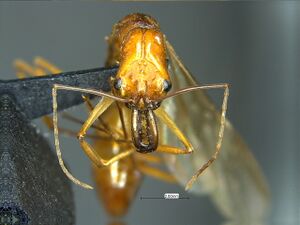 Odontomachus ferminae Q Head (D. General).jpg