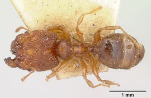 Pheidole nemoralis casent0101323 dorsal 1.jpg