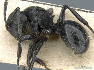 Polyrhachis decemdentata casent0905859 p 1 high.jpg