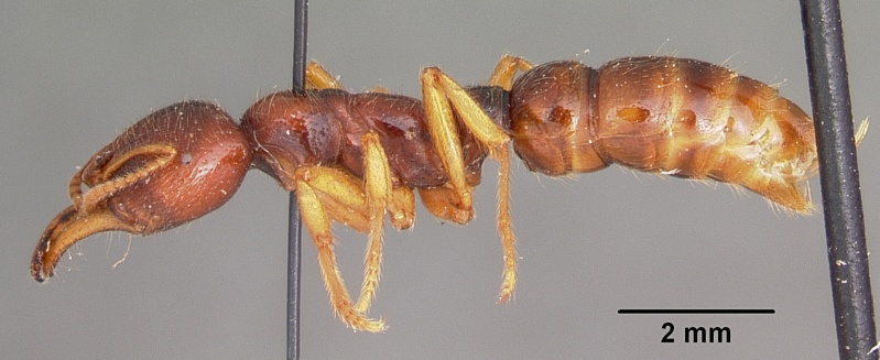 File:Amblyopone australis casent0104578 profile 1.jpg