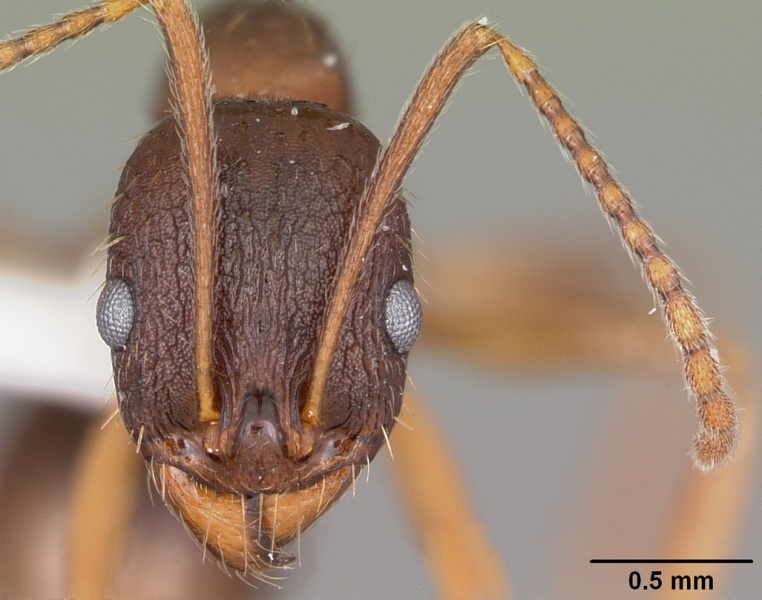 File:Aphaenogaster rudis casent0104843 head 1.jpg