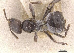 Bothriomyrmex decapitans casent0911478 d 1 high.jpg