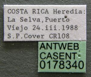 Centromyrmex alfaroi casent0178340 label 1.jpg