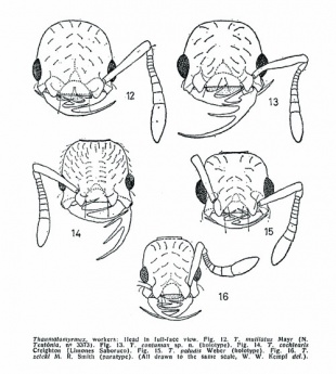 Kempf 1975 Thaumatomyrmex.jpg