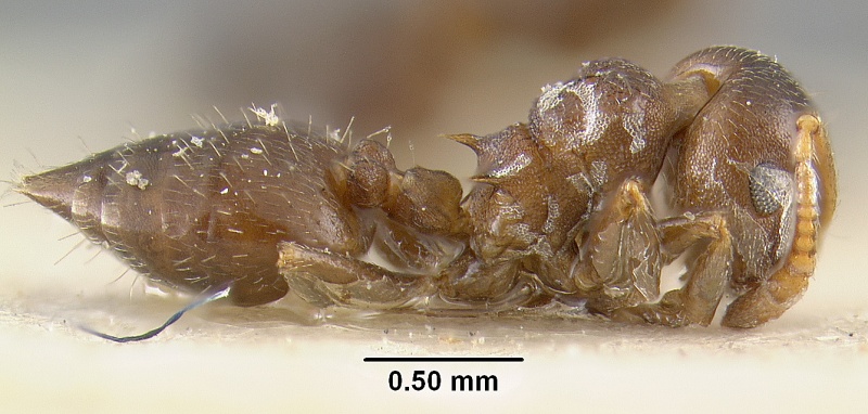 File:MCZ-ENT00020828 Crematogaster opaca var dentinodis hal.jpg