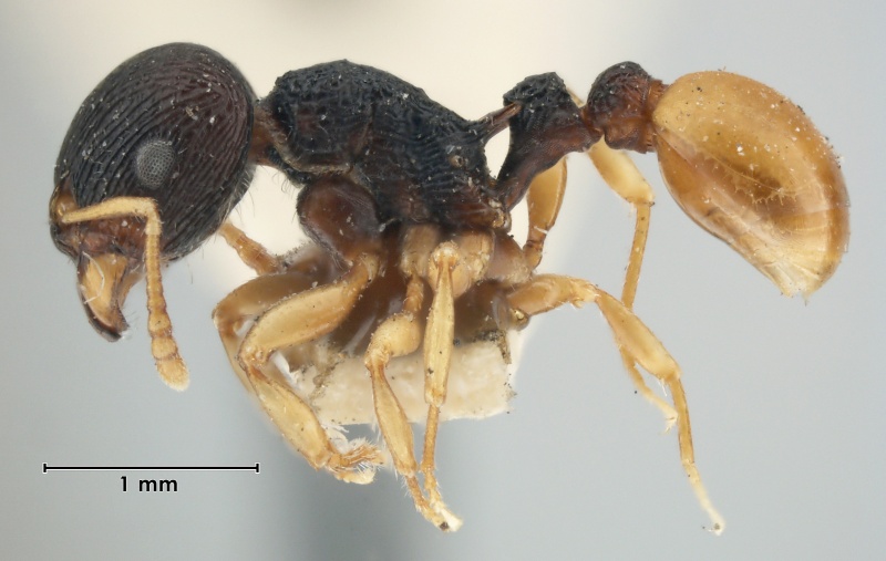 File:MCZ-ENT00032269 Tetramorium laticephalum hal.jpg