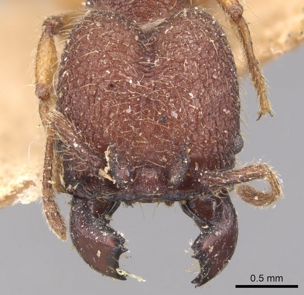 File:Pheidole aper casent0904451 h 1 high.jpg