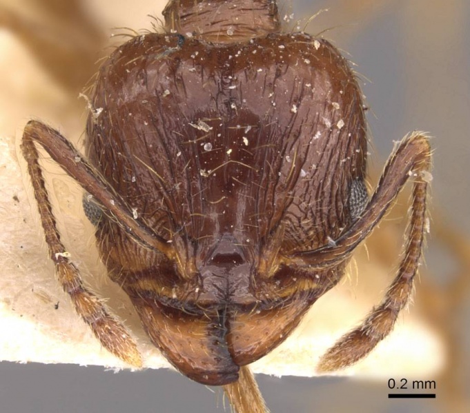 File:Pheidole laevinota casent0908204 h 1 high.jpg