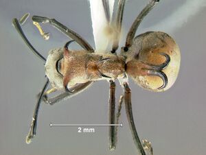 Polyrhachis-bihamataD1.25x.jpg