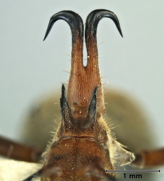 File:Polyrhachis erosispina 2 petiole.jpg