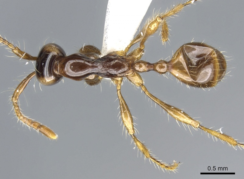 File:Aenictus fulvus casent0903687 d 1 high.jpg